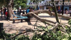 La caída de un árbol lesiona a un joven en una zona wifi de La Habana