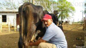 Campesino cubano ordeñando una vaca