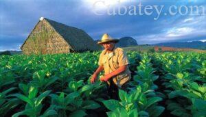 Aumenta la cosecha tabacalera en Cuba