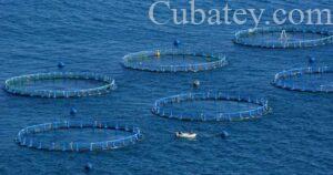 La acuicultura cubana registra nuevo récord 