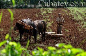 cuba agricola, agricultura sostenible