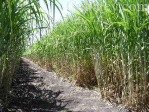 industria azucarera, produccion de azucar en cuba,  productividad