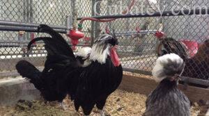 produccion avicola, avicultura pollos, aves de corral