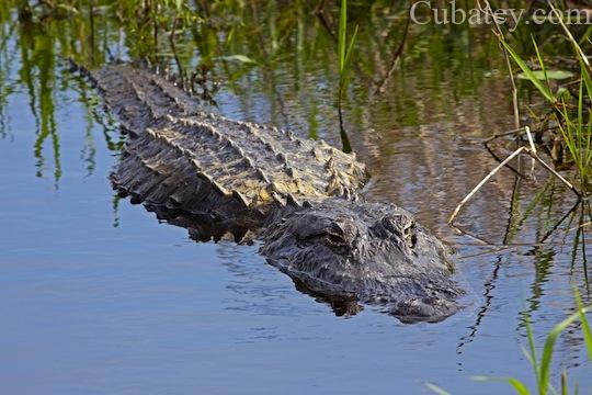 Cocodrilo arrastra un niño al agua cerca de un complejo de Disney | Cubatey