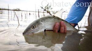 cuba-excursiones-de-pesca