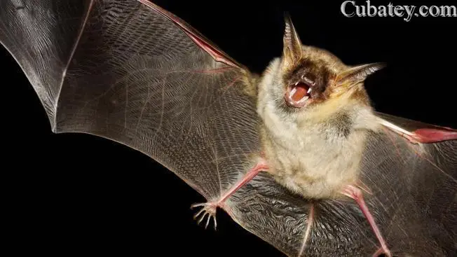 Los murciélagos: última arma de lucha contra el virus del Zika en Miami